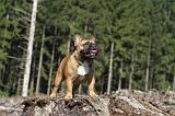 BOULEDOGUE FRANCAIS 096